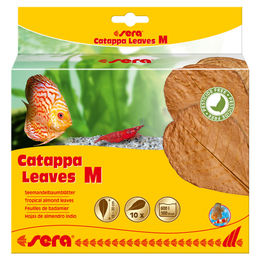 Sera Catappa Leaves Seemandelbaumblätter zur natürlichen Wasseraufbereitung für Garnelen Krebse und Welse 10 Stück – Bild 1 von 2