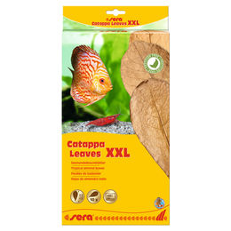 Sera Catappa Leaves XXL Seemandelbaumblätter zur Wasseraufbereitung für Süßwasserfische Garnelen Krebse und Welse 10 Stück – Bild 1 von 3