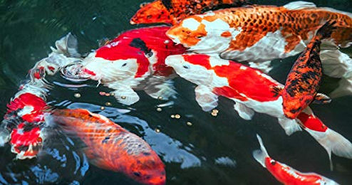 Sera Koi Professional Color-Enhancing Fischfutter für Goldfische und Teichfische 500 g - 500 g – Bild 1 von 4