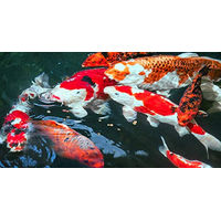Produktbild von Sera Koi Professional Color-Enhancing Fischfutter für Goldfische und Teichfische 500 g - 500 g