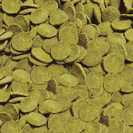 Sera Pleco Chips Welsfutter mit Spirulina für Bodenfische 10 L - 10 l – Bild 1 von 5