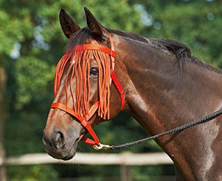 Shetty Halfter WEIDE-FRANSEN in Rot – Bild 1 von 3