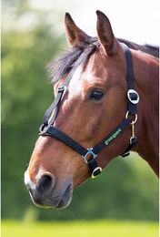 Shires Greenguard Gold Halfter für Pferde aus Leder in Schwarz – Bild 1 von 2