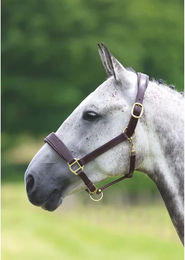 Shires Leder Travel Halfter für Pferde in Cob Größe – Bild 1 von 2