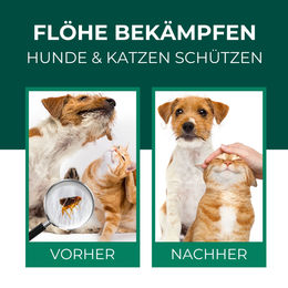 SILBERKRAFT Flohspray für Hunde und Katzen gegen Flöhe, Läuse, Milben und Zecken 2000ml – Bild 1 von 3