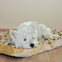 Produktbild von Silvio Design Hundekissen Liegewiese aus Plüsch Beige Braun Größe S 35x60x8 cm