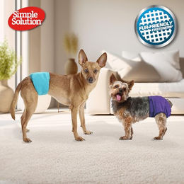 Simple Solution Rüdenwindel für Hunde Herren Wrap Medium aus Mikrofaser Türkis - 1 Stk. – Bild 1 von 4