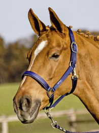Solid Soft Stallhalfter Navy für Warmblut aus Nylon – Bild 1 von 1