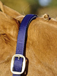 Solid Soft Stallhalfter Schwarz aus Nylon für Warmblut Pferde – Bild 1 von 1