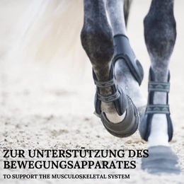 Stiefel MSM Pulver für Pferde zur Unterstützung von Gelenken, Haut, Fell und Hufen 4kg - 4 kg – Bild 1 von 3