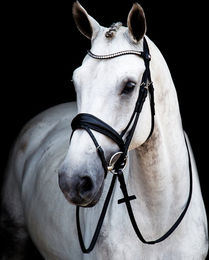 Produktbild von Stübben Switch MagicTack Trense 2810 anatomisches 2in1 kombiniertes Reithalfter aus Leder in Schwarz für Warmblut