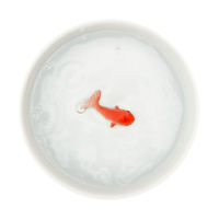 Produktbild von SUCK UK Bowlfish Keramik Futternapf für Hunde und Katzen in Weiß - 1 Stk.