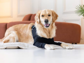 Suitical Recovery Sleeve Beinschutz für Hunde XS Schwarz – Bild 1 von 7