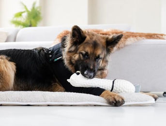Suitical Recovery Sleeve Hund Schwarz XL aus Stoff – Bild 1 von 10