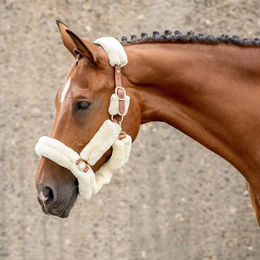 Sunride Fellhalfter für Pferde aus Echtleder mit Strick Dover in Braun für Ponys – Bild 1 von 3