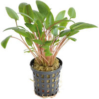 Produktbild von Superfish Cryptocoryne Wendtii Grün lebende Aquarienpflanze im 5 cm Topf 3er Pack