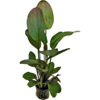 Produktbild von Superfish Echinodorus Ozelot Rot Aquarienpflanze im 5 cm Topf 2er Pack