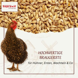 Supravit Braugerste Ergänzungsfutter für Hühner und Tauben 25 kg – Bild 1 von 7