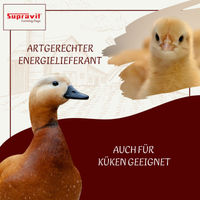 Produktbild von Supravit Futterweizen Einzelfuttermittel für Tauben, Vögel, Nager und Geflügel 25 kg