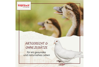 Supravit Hafer Ganz 25kg Ungeschältes Ergänzungsfutter für Pferde, Nagetiere und Geflügel – Bild 1 von 4