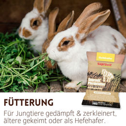 Supravit Hafer ganz gelber Futterhafer ungeschält für Pferde 20kg – Bild 1 von 13