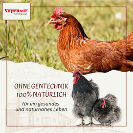 Supravit Legemehl für Hühner NON GMO 25kg – Bild 1 von 11
