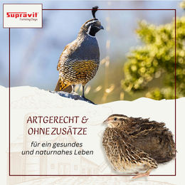 Supravit Wachtelfutter Körnermischung als Hauptfutter für Wachteln und Hühner 1000g – Bild 1 von 4