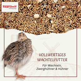 Supravit Wachtelfutter Körnermischung als Hauptfutter für Wachteln und Hühner – Bild 1 von 6