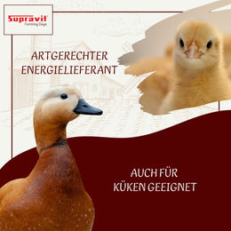 Produktbild von Supravit Weizen Einzelfuttermittel für Tauben, Vögel und Geflügel 1000g