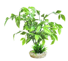 Produktbild von Sydeco Echinodorus Kunstpflanze für Aquarien aus Kunststoff in Grün