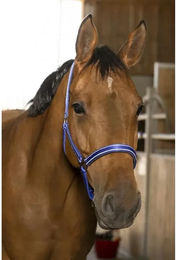 Symantec Norton Reflective Halfter für Ponys aus Neopren in Blau – Bild 1 von 3
