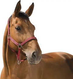 Symantec Norton Reflective Halfter für Ponys aus Neopren in Rot – Bild 1 von 2