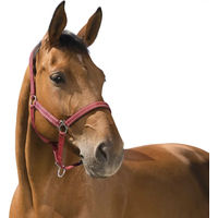 Produktbild von Symantec Norton Reflective Halfter für Ponys aus Neopren in Rot