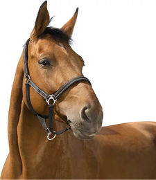 Symantec Norton Reflective Halfter für Ponys aus Neopren in Schwarz – Bild 1 von 3