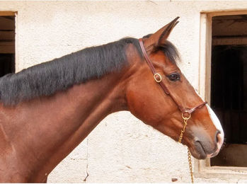Produktbild von T de T Leder Halfter für Ponys in Braun