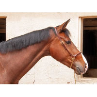 Produktbild von T de T Leder Halfter für Ponys in Braun