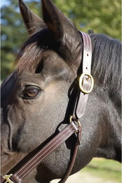 Produktbild von T de T Leder Halfter für Ponys in Braun