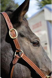 Produktbild von T de T Leder Halfter für Ponys in Braun