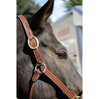 Produktbild von T de T Leder Halfter für Ponys in Braun