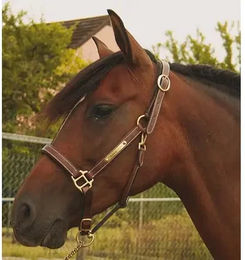 Produktbild von T de T Lederhalfter für Pferde in Braun mit Platte