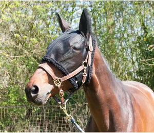 Produktbild von T de T Paddock-Pferdedecke aus Fleece in Schwarz