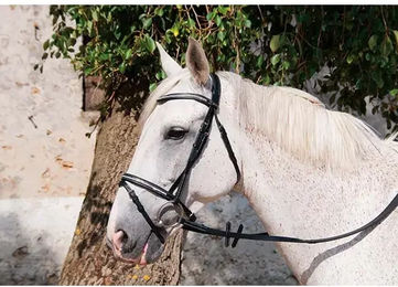 Produktbild von T de T Pissarro Trensenzaum aus Leder für Warmblut in Schwarz