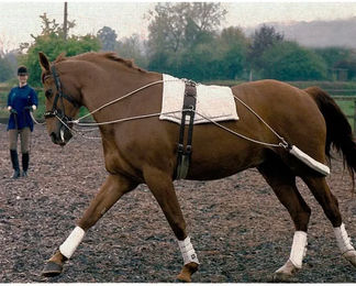 Produktbild von Tattini Elastischer Übungszaum für Pferde