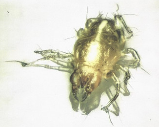 Produktbild von TAURRUS XL Raubmilben zur Milbenbekämpfung - 1 Stk.