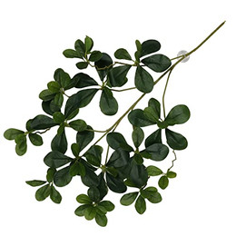 Produktbild von Terra Della Hängepflanze Aralia grün