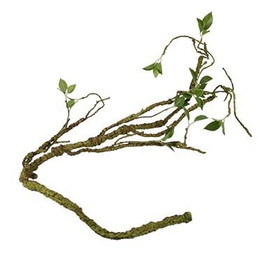 Produktbild von Terra Della Pflanzenzweig dick grün