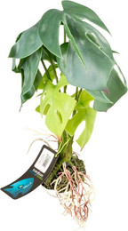 Produktbild von Terra Della Terrarienpflanze Alocasia grün Größe M