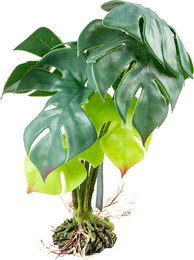 Produktbild von Terra Della Terrarienpflanze Monstera grün Größe M