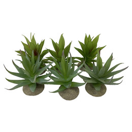 Produktbild von Terra Della Terrarium Dekoration Aloe