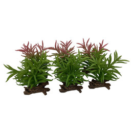 Produktbild von Terra Della Terrarium Dekoration Crassula
